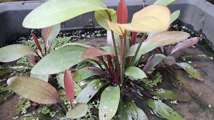 Echinodorus ‘Red Flame’ Swordplant