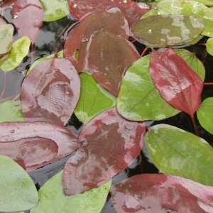 Echinodorus barthii - Red Melon Swordplant