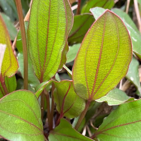 Echinodorus barthii - Red Melon Swordplant