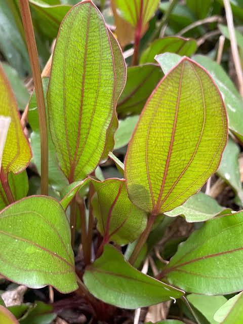Echinodorus barthii - Red Melon Swordplant