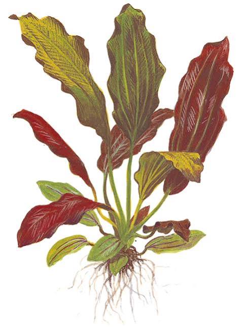 Echinodorus barthii - Red Melon Swordplant