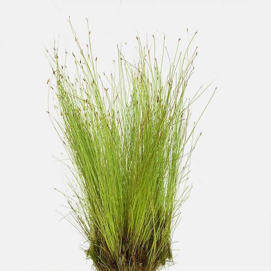 Eleocharis montevidensis - Giant Hairgrass