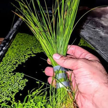 Eleocharis montevidensis - Giant Hairgrass