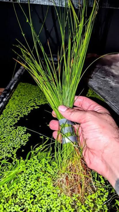Eleocharis montevidensis - Giant Hairgrass