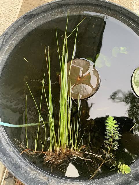 Eleocharis montevidensis - Giant Hairgrass
