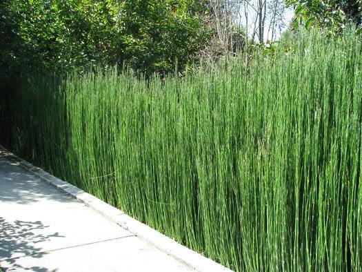 Equisetum hymale 'Robustum' - Giant Horsetail