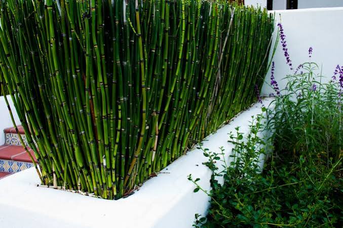 Equisetum hymale 'Robustum' - Giant Horsetail