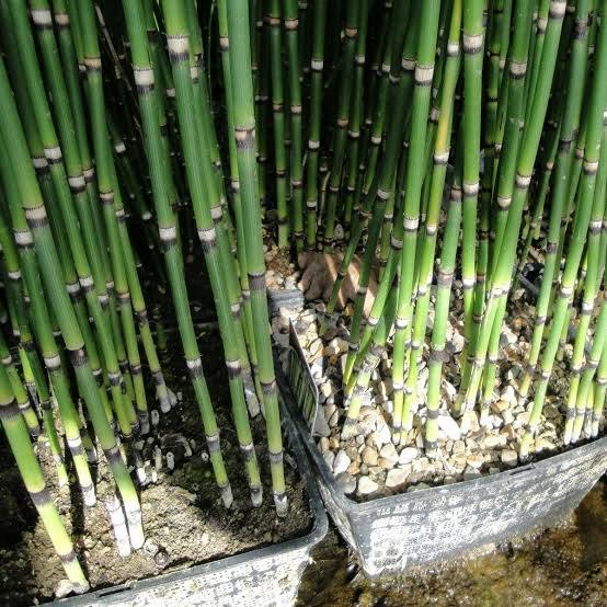 Equisetum hymale 'Robustum' - Giant Horsetail