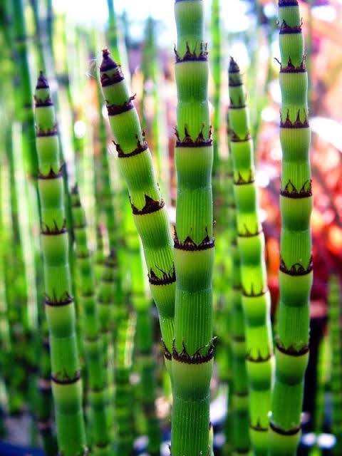 Equisetum hymale 'Robustum' - Giant Horsetail