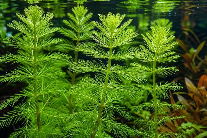 Myriophyllum aquaticum - Parrot Feather