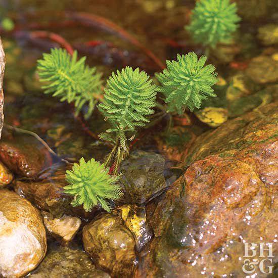 Myriophyllum aquaticum - Parrot Feather