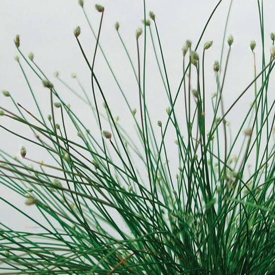 Scirpus cernuus - Fiber optics rush