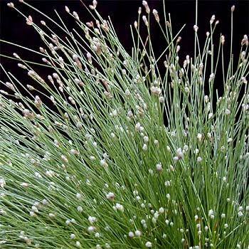 Scirpus cernuus - Fiber optics rush