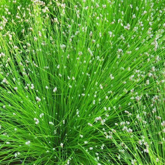 Scirpus cernuus - Fiber optics rush