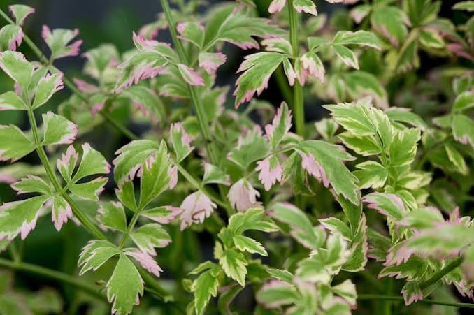 Oenanthe javanica ‘Flamingo’ - Variegated Water Celery