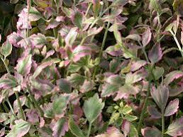 Oenanthe javanica ‘Flamingo’ - Variegated Water Celery