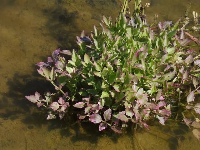 Oenanthe javanica ‘Flamingo’ - Variegated Water Celery