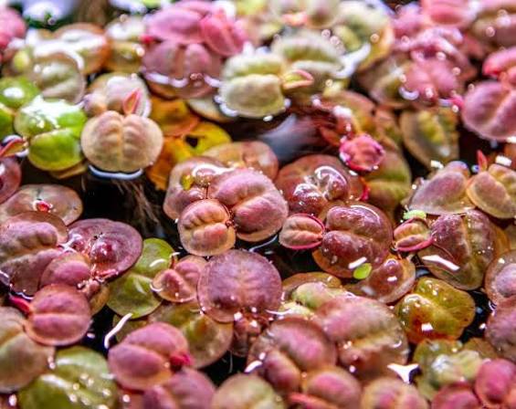 Phyllanthus fluitans - Red Root Floater