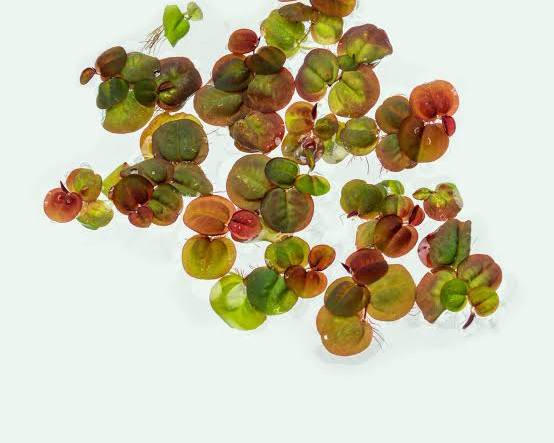 Phyllanthus fluitans - Red Root Floater