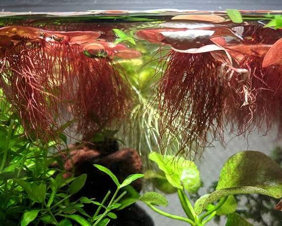Phyllanthus fluitans - Red Root Floater