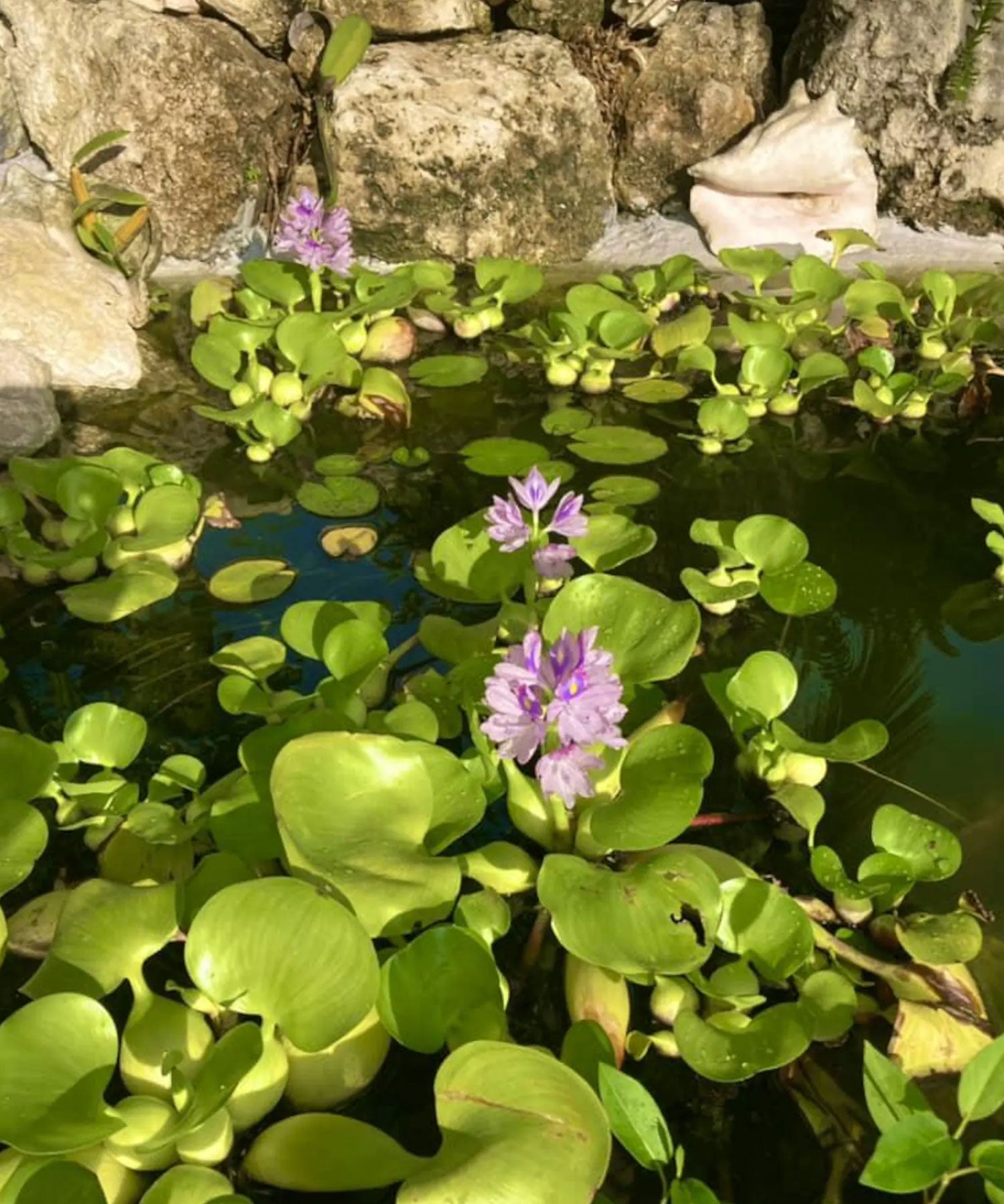 Floating Plants