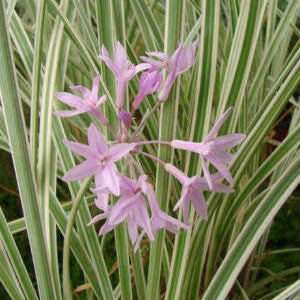 Tulbaghia violacea 'Variegata' - Variegated Society Garlic