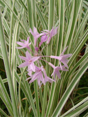 Tulbaghia violacea 'Variegata' - Variegated Society Garlic