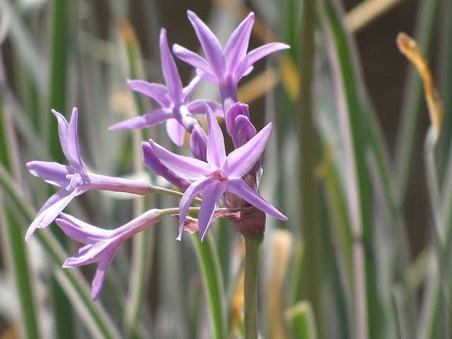 Tulbaghia violacea 'Variegata' - Variegated Society Garlic