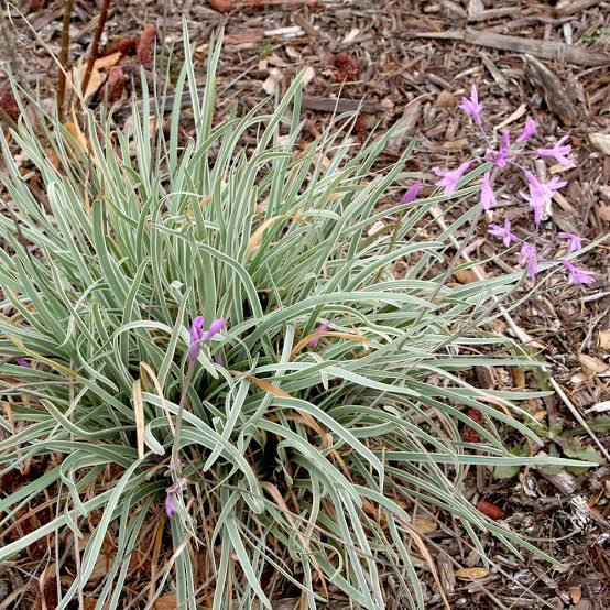 Tulbaghia violacea 'Variegata' - Variegated Society Garlic