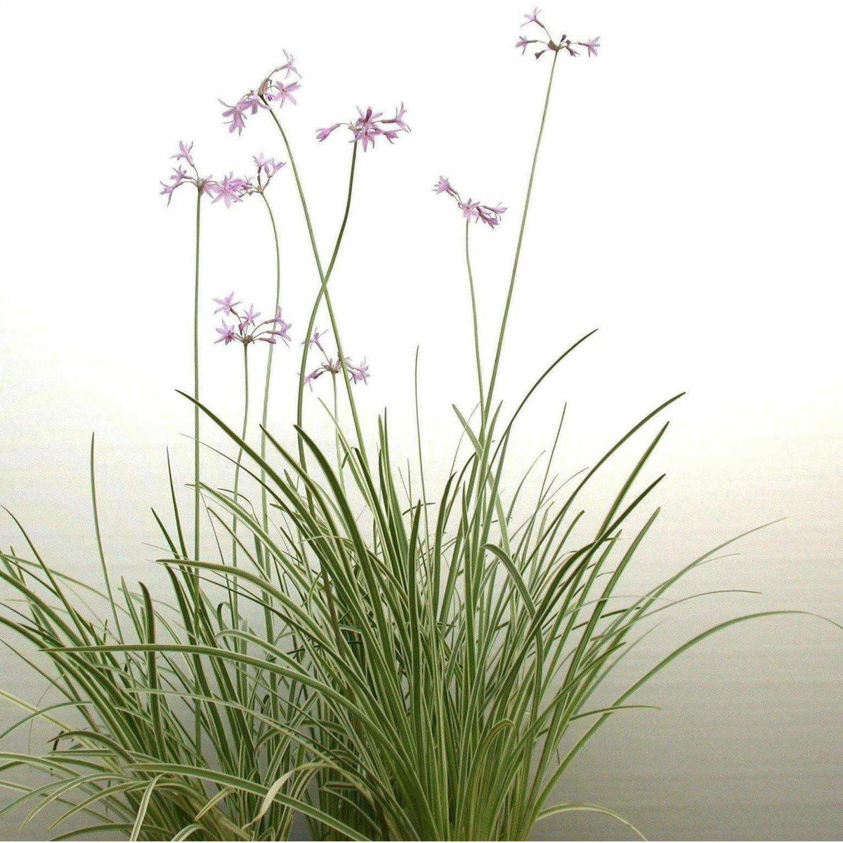 Tulbaghia violacea 'Variegata' - Variegated Society Garlic