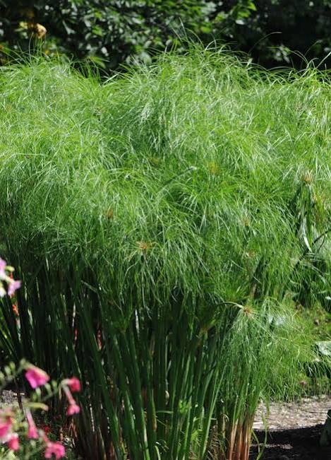 Cyperus giganteus - Giant Papyrus