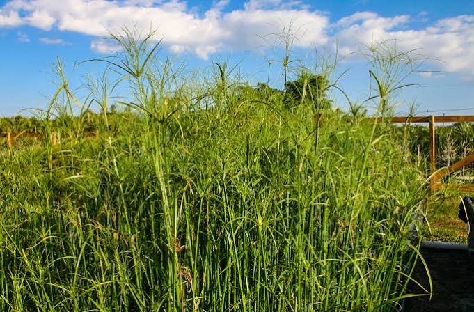 Cyperus giganteus - Giant Papyrus