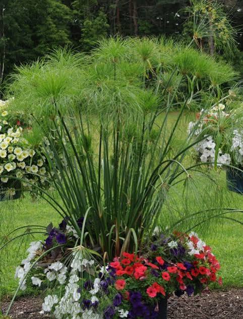 Cyperus giganteus - Giant Papyrus