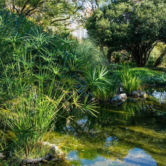Cyperus giganteus - Giant Papyrus
