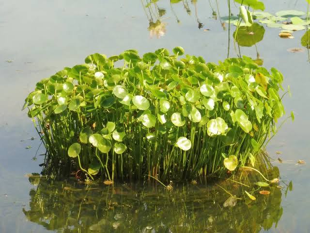 Hydrocotyle bonariensis - Giant Pennywort