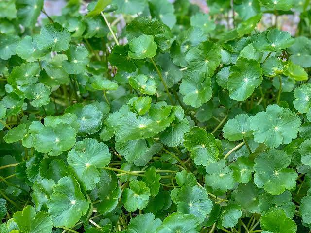 Hydrocotyle bonariensis - Giant Pennywort