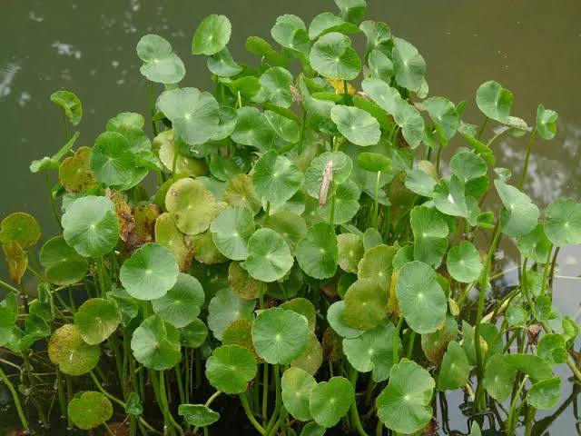 Hydrocotyle bonariensis - Giant Pennywort