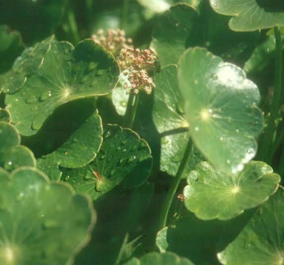 Hydrocotyle bonariensis - Giant Pennywort
