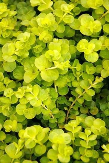 Lysmachia nummilaria ‘Aurea’ - Golden Creeping Jenny