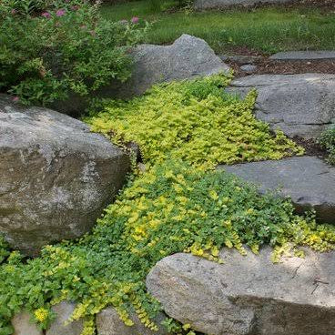 Lysmachia nummilaria ‘Aurea’ - Golden Creeping Jenny
