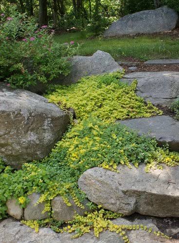 Lysmachia nummilaria ‘Aurea’ - Golden Creeping Jenny