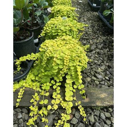 Lysmachia nummilaria ‘Aurea’ - Golden Creeping Jenny