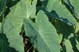 Colocasia esculenta - Green Taro