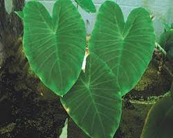 Colocasia esculenta - Green Taro