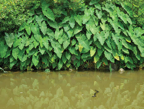 Colocasia esculenta - Green Taro