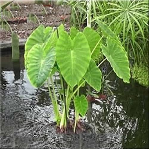Colocasia esculenta - Green Taro
