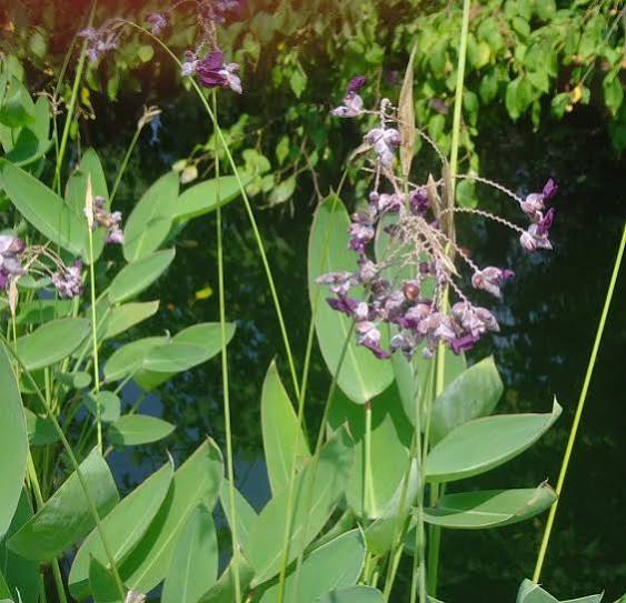 Thalia dealbata - Hardy Water Canna