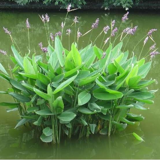 Thalia dealbata - Hardy Water Canna