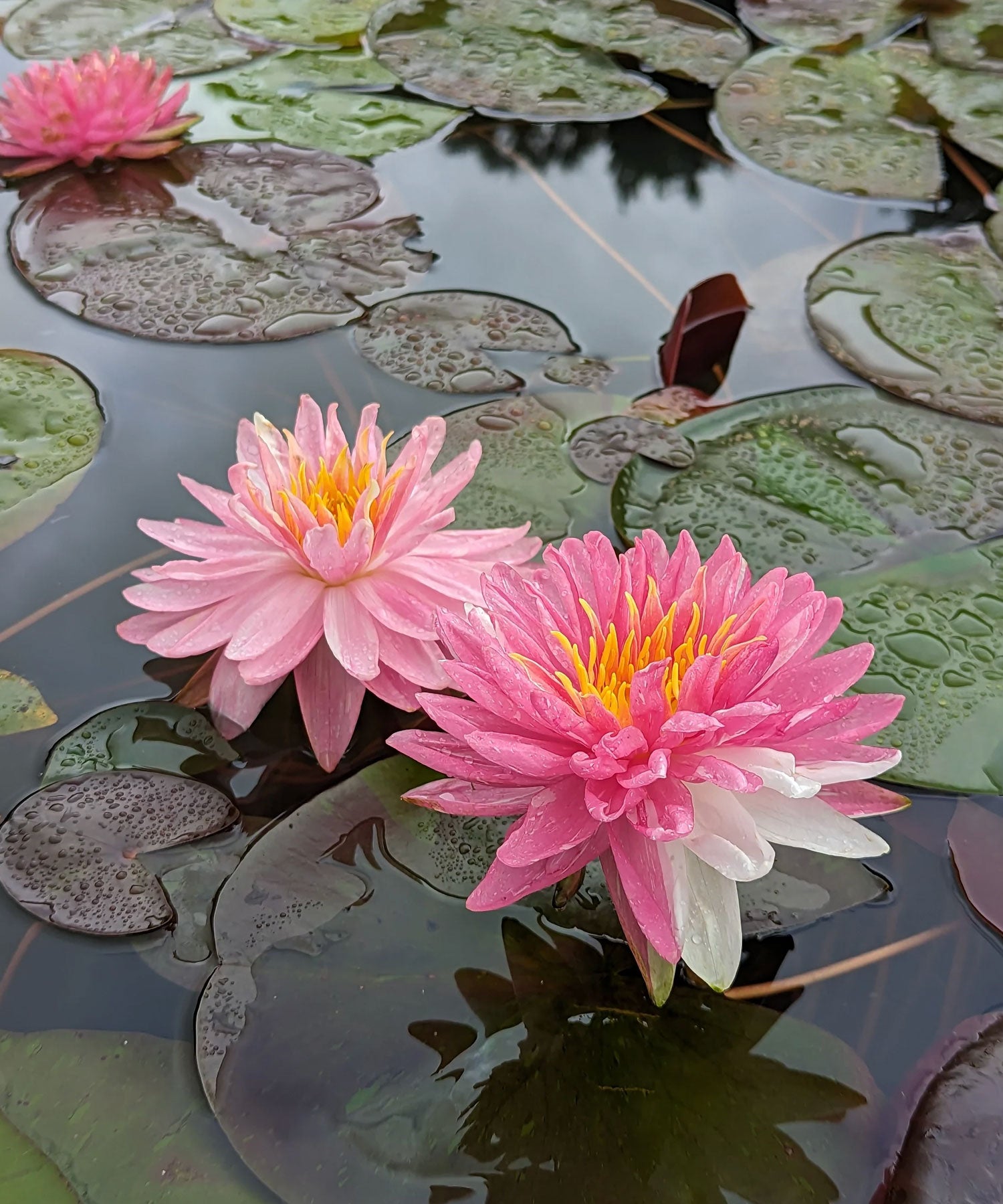 Lilies (Hardy)