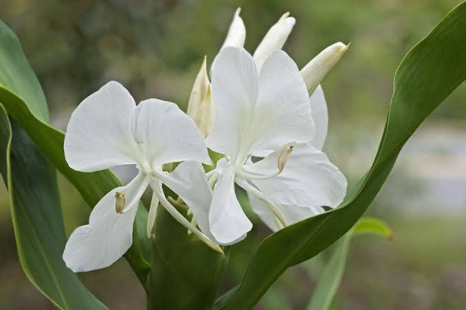 Hedychium coronarium - Butterfly Ginger